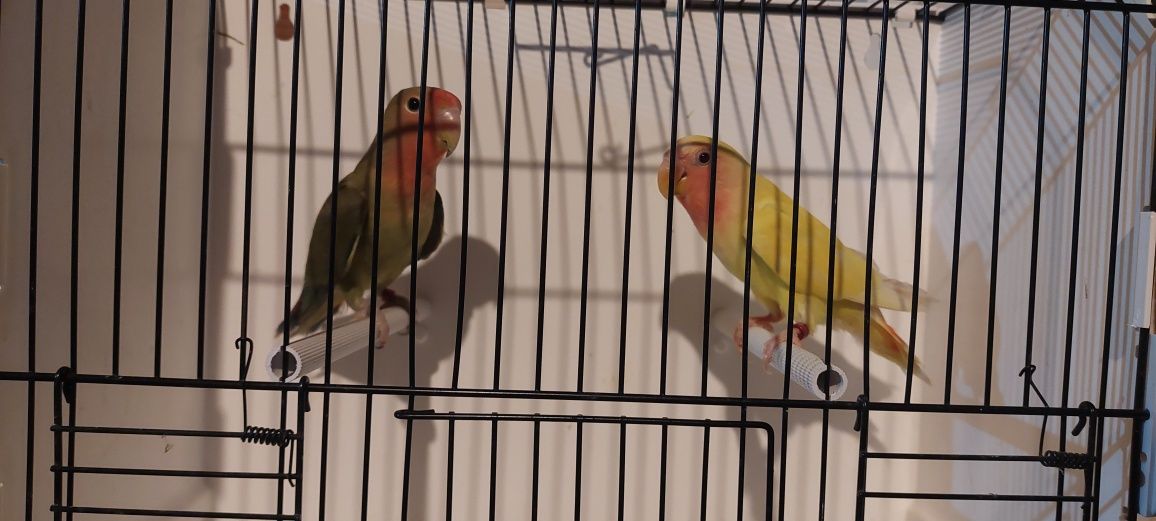 Vendo caturras , agapornis e piriquitos