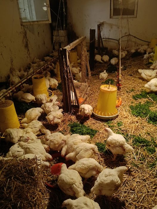 Brojler kurzy, wylupek