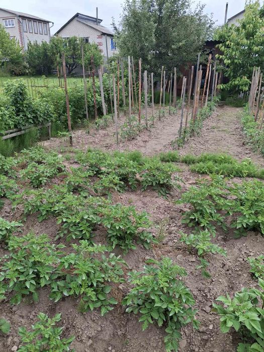 Дачный участок с/о" Сокол"