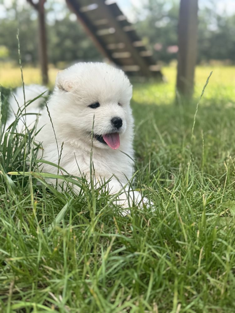 Samoyed szczenię Zkwp/Fci