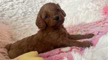 Cavapoo (cavalier + pudel)  sunia