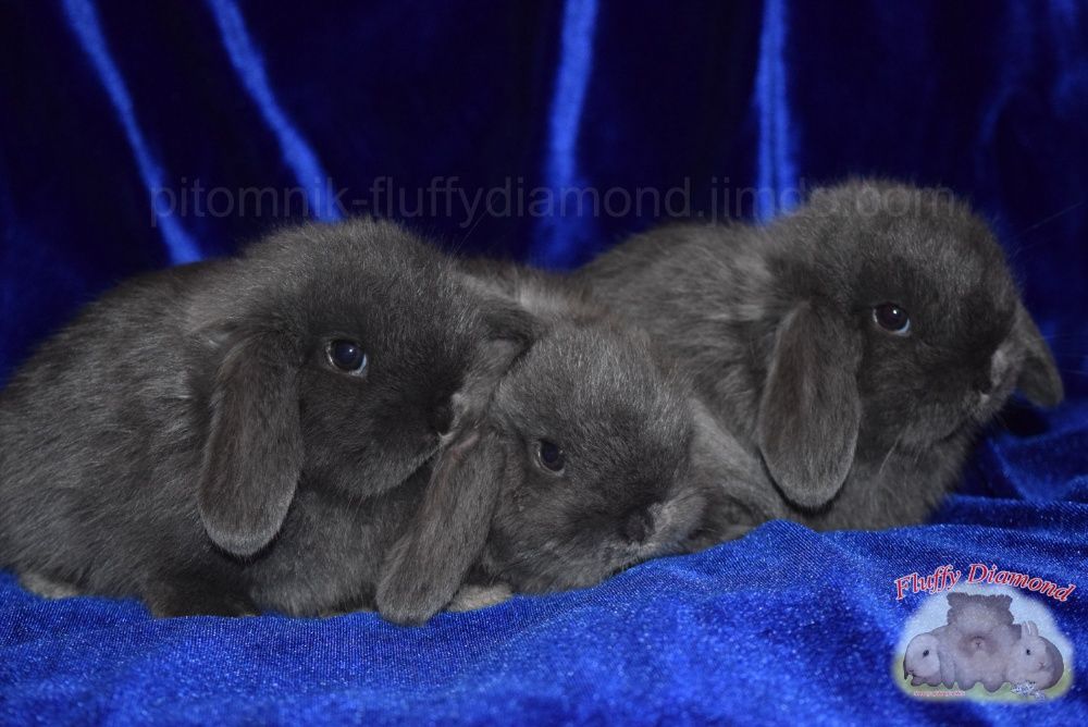 Кроленята з розплідника. Нідерландські висловухі кролики. Вакциновані.