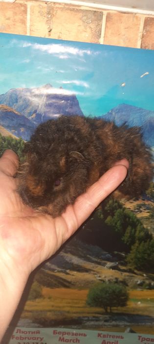 Породиста довгошерста морська свинка