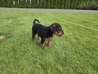 Airedale terrier piesek