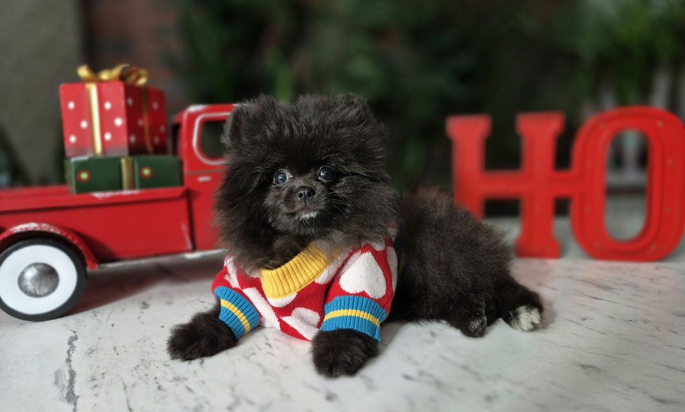 chłopiec pomeranian szpic miniaturowy gotowy do odbioru