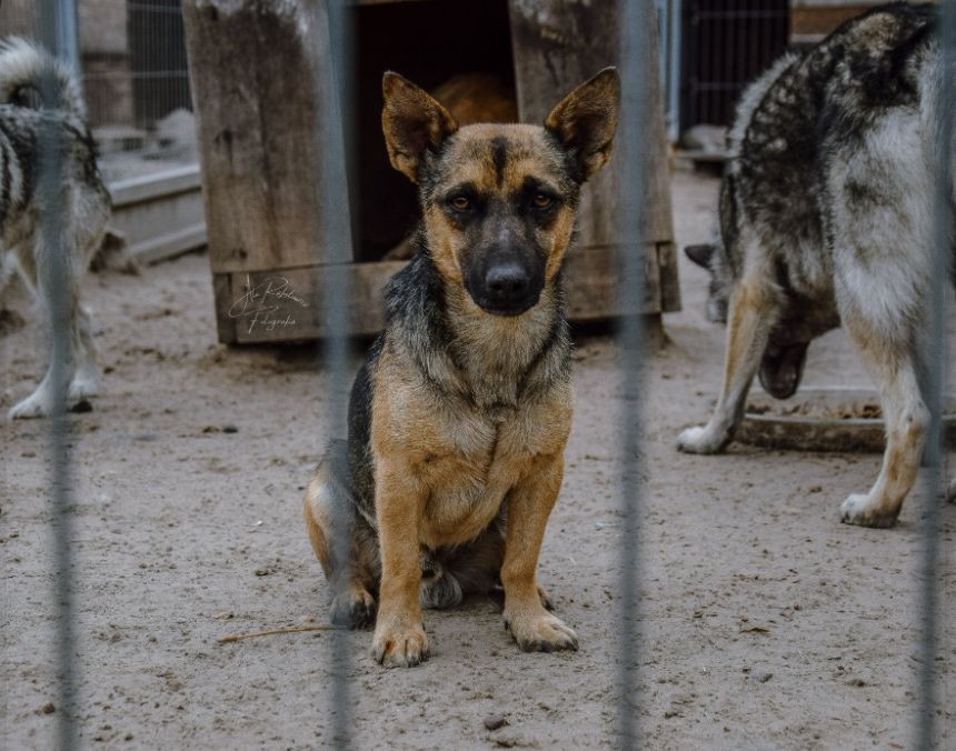 Malutki piesek ze złamanym sercem potrzebuje pilnie domu!