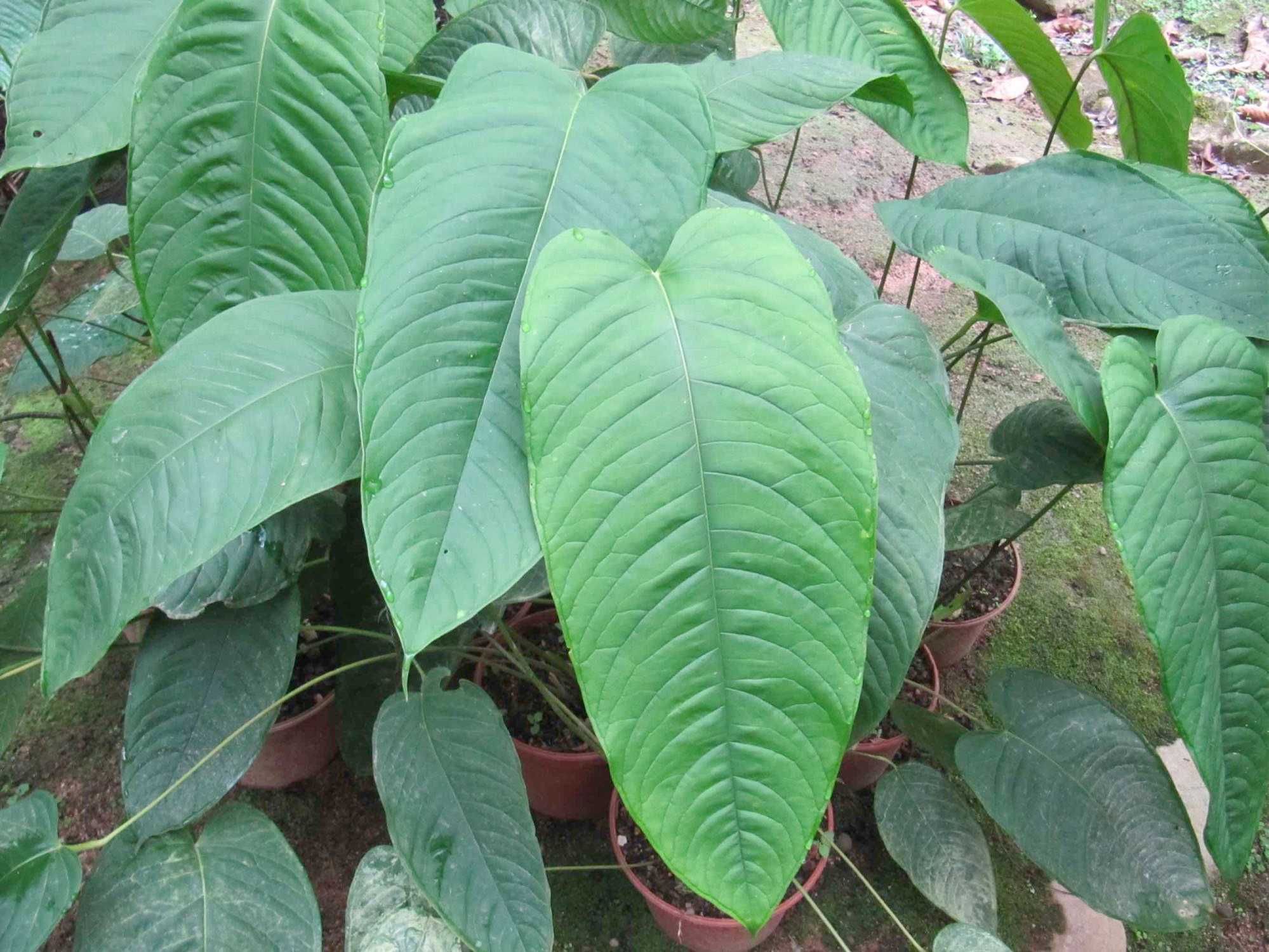 Anthurium Cuspidatum