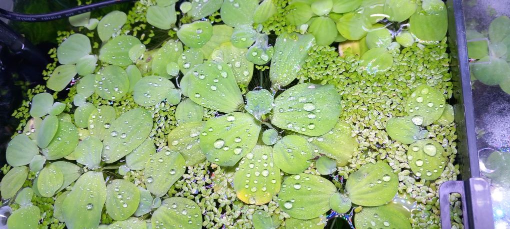 Pistia - roślina pływająca