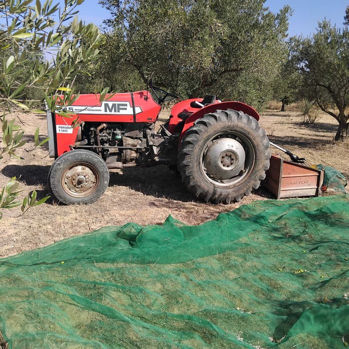 Trator  Massey Ferguson  245