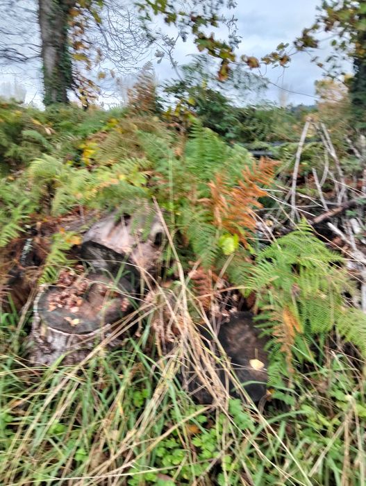 Três chopos cortadados pronto a rachar