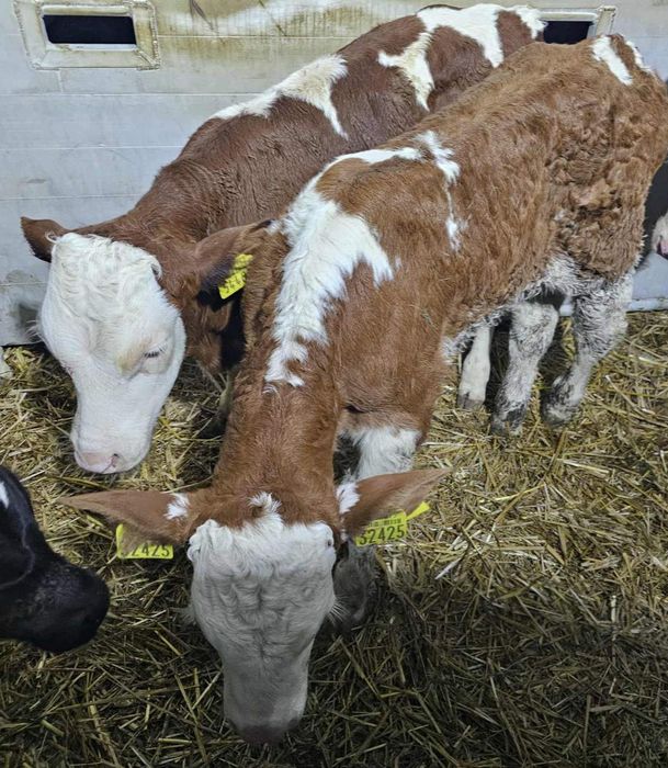 Cielaki Polski Byczki 13 sztuk