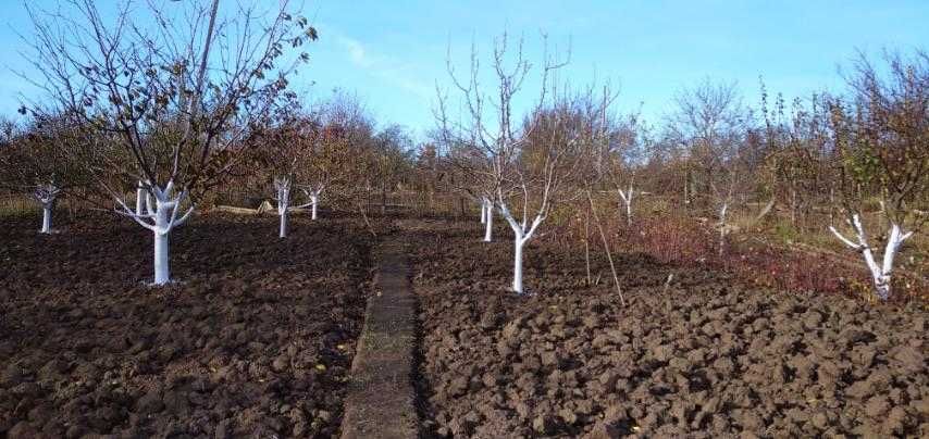 Дача, земельна ділянка кооператив Дорожник, с.Соколівське