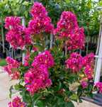 Lagerstremia "Berry Dazzle", Bez Południa, mrozoodporna!