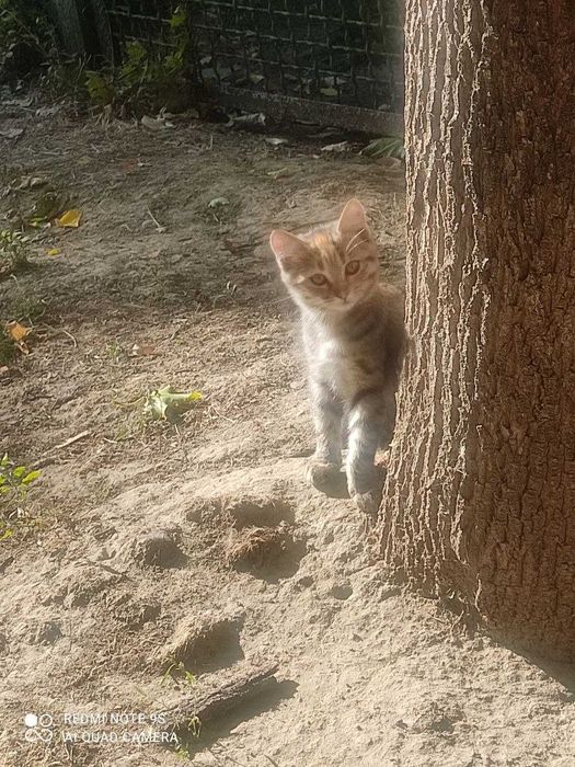 Гарнi котики термiново шукають своїх нових господарiв