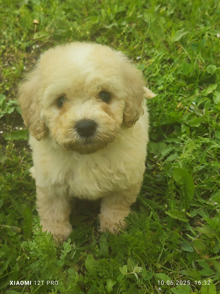 Maltipoo cudowne szczenię