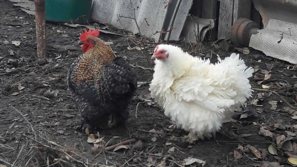 Інкубаційні яйця, міні Кохінхіни