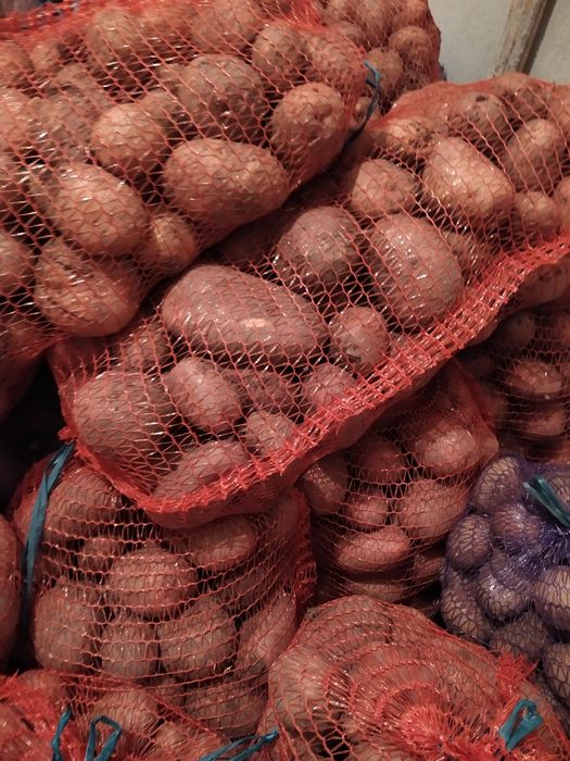 Картопля велика домашня