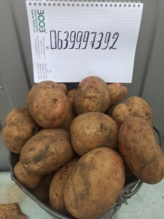 Продам буйную картошку Чупыра отделение 3 Киевская обл Белоцерковский