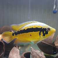 Pielęgnica parachromis loisellei (yellow jacket cichlid) 7-8cm