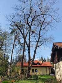 Wycinka drzew Legionowo, Józefów, Michałów Grabina, Chotomów, Jabłonna