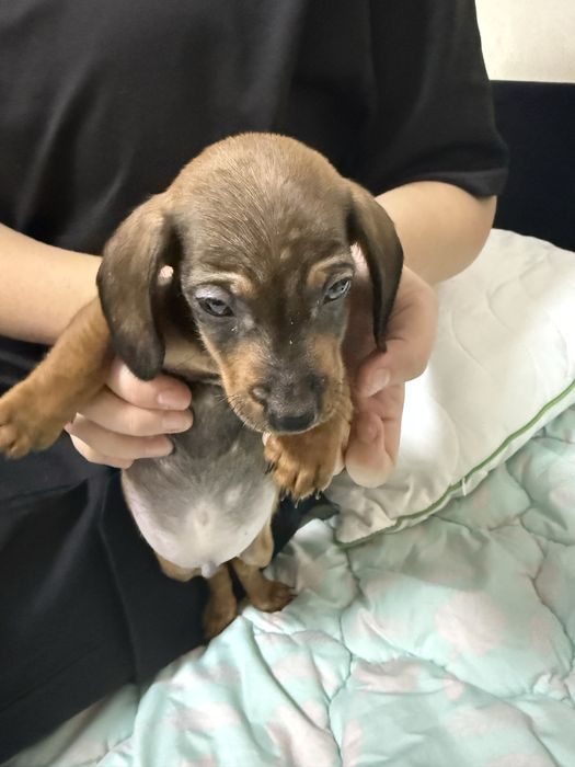 Продам цуценя карліковоі такси