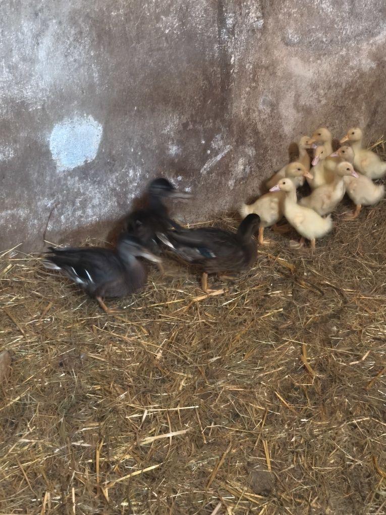 Pato Francês pequenos