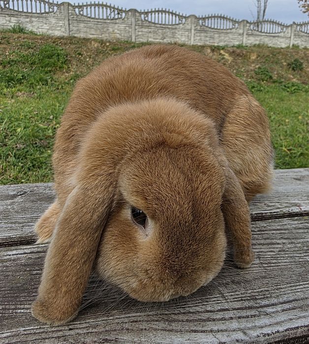Mini lop  , karzełek Baran  żółty i czerwony