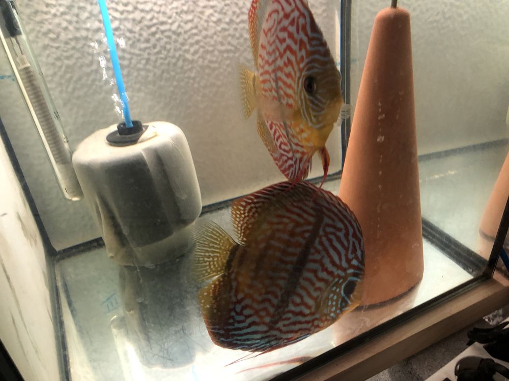 Discus royal heckel.