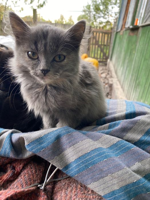 Кошеня, котеня, кішечка