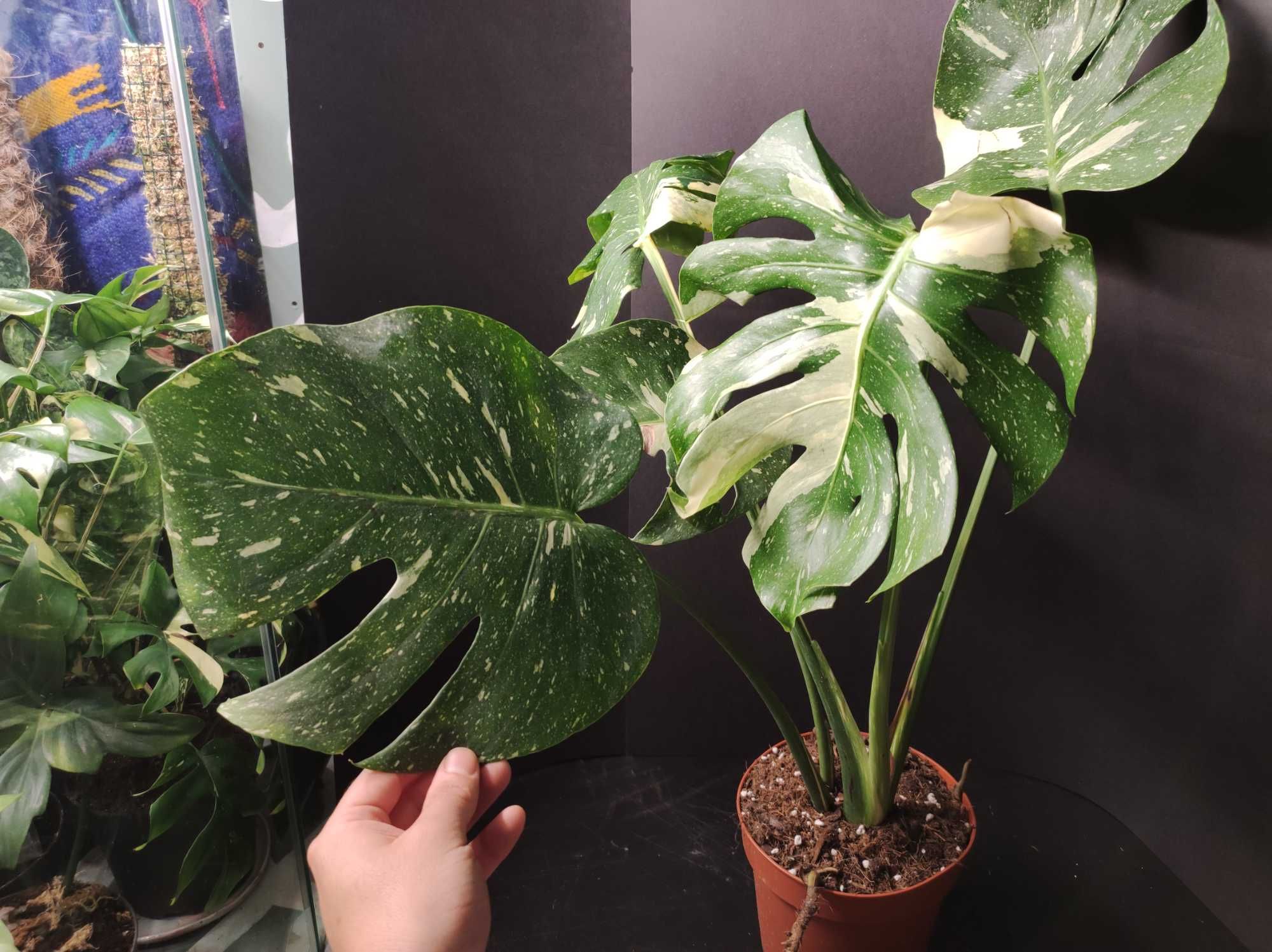 Monstera Thai Constellation