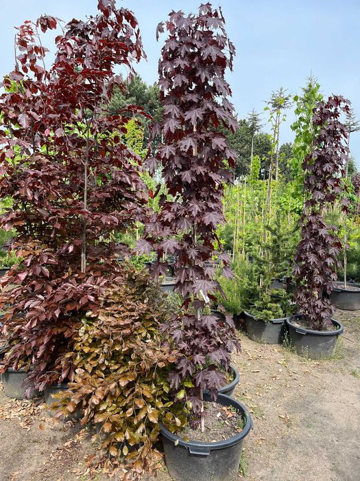 Klon Kolumnowy ' Crimson Sentry ' Wys. ok 300cm Pojemnik 65L