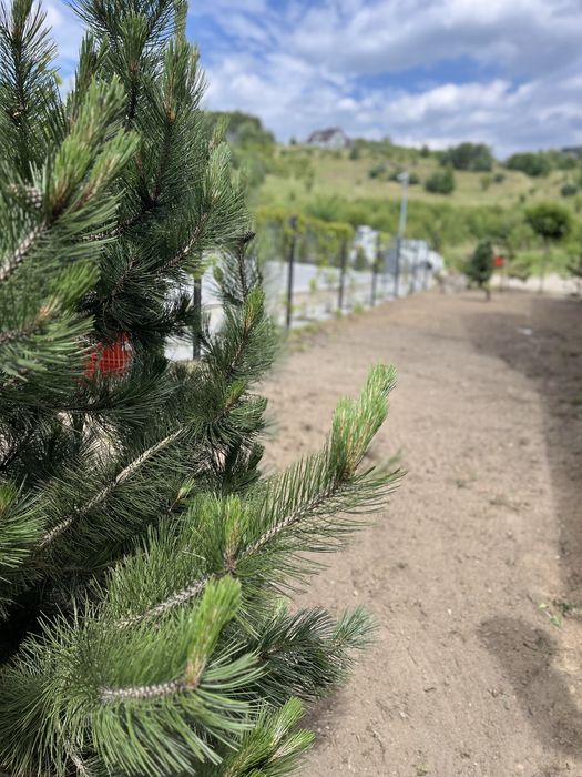 Glebogryzarka separacyjna, czarnoziem, wysiew trawy, prace turem