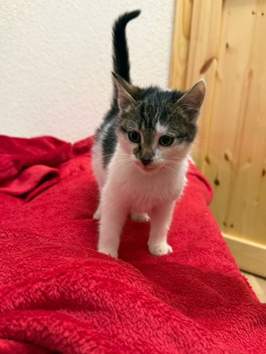 Młoda kotka szuka kochającego domku