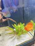 Lote de Peixes agua doce