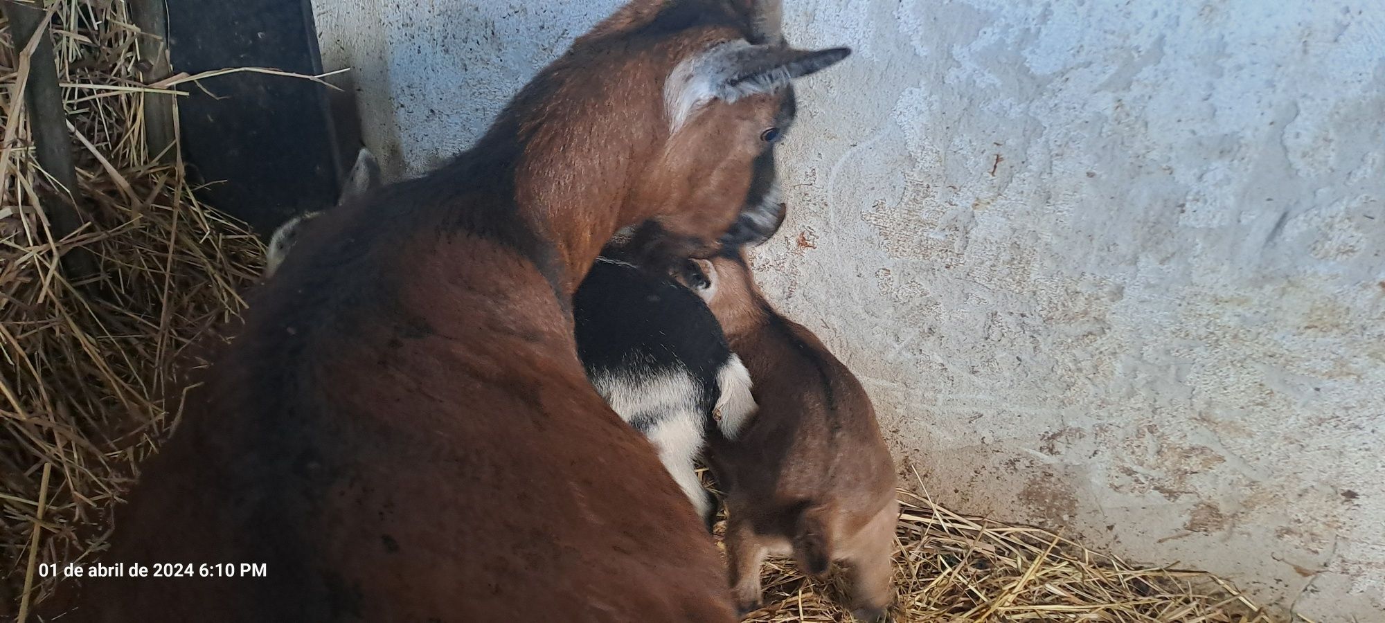 Vendo Cabras Anãs