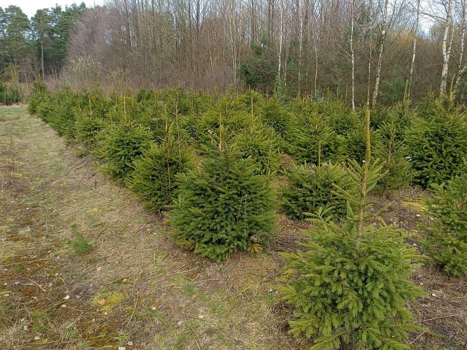 Świerk pospolity do ogrodu na żywopłot kopany nasadzenia transport