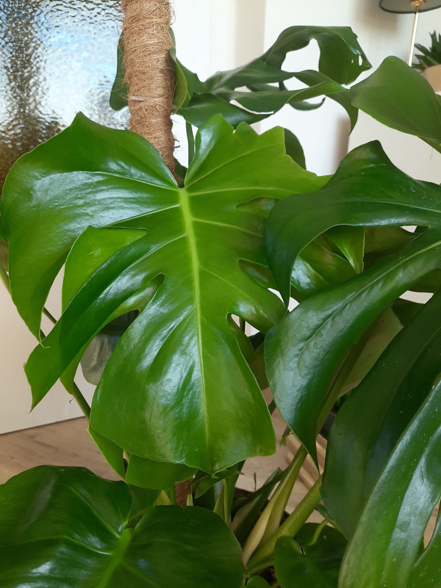 Monstera deliciosa
