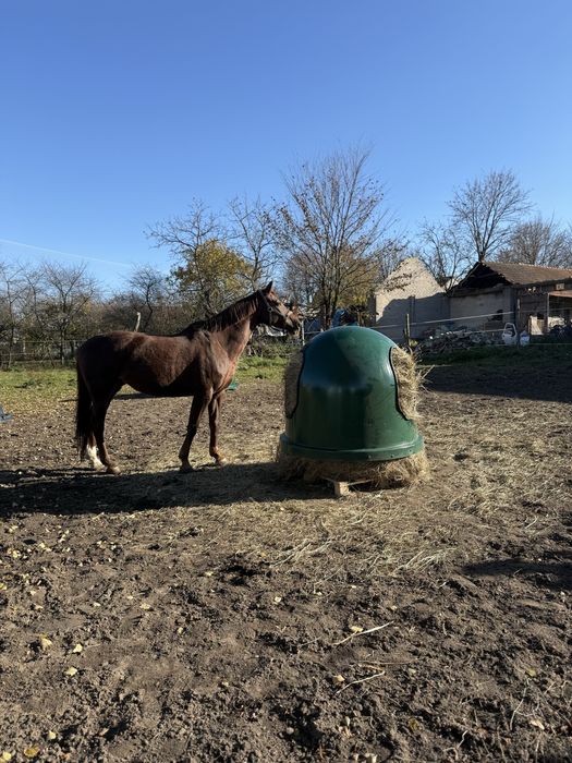 Paśnik dla konia, bydła, alpaka - typ dzwon  dostawa gratis pod drzwi