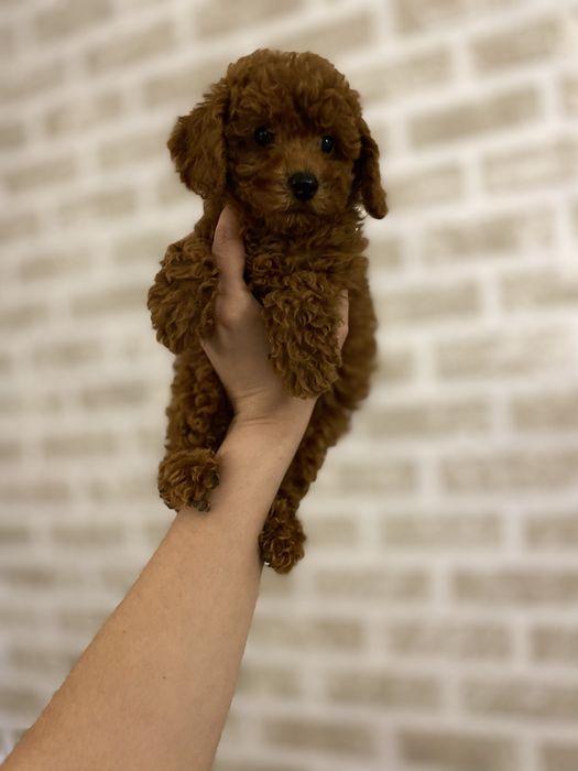 Мальтипу ред браун мини малыш