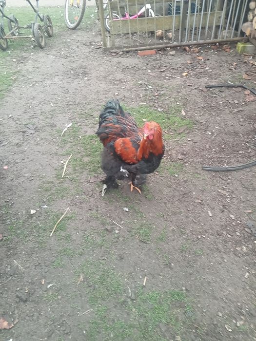 Sprzedam gołębie różne rasy