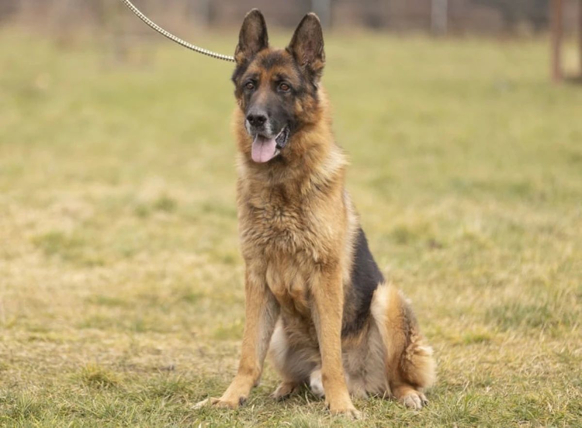 Bruno owczarek niemiecki do adopcji!