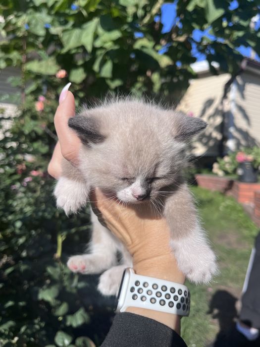 Віддам даром кошенят тигры!