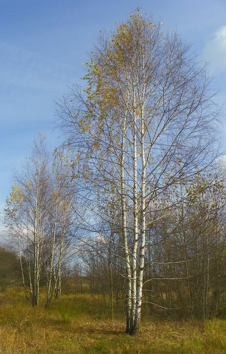 Саджанці берези, дуба, клена, липи, черемхи, барбарису, терену