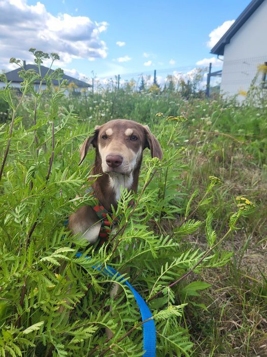 Ośmiomiesięczna suczka do adopcji
