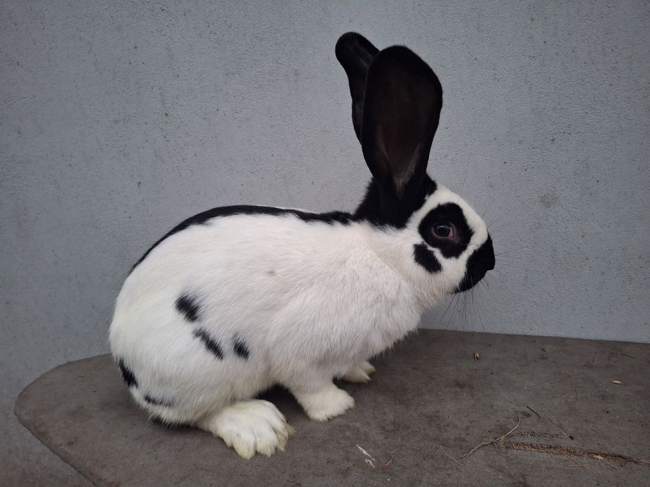 Kroliki Srokacz Niemiecki Samiec