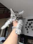 Maine coon kocięta