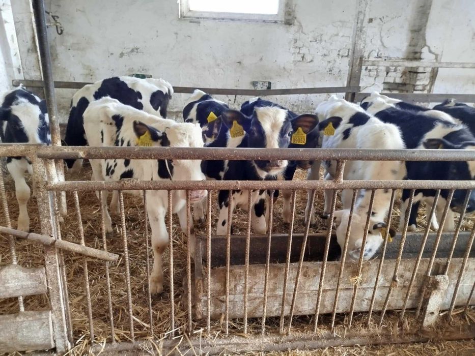 Sprzedam Byczki Żarłaki