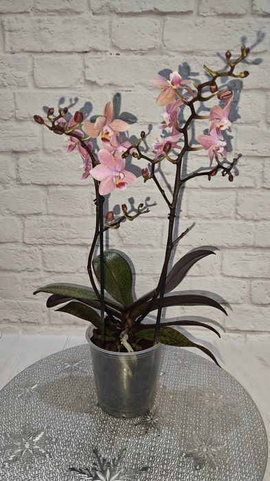 Орхідеї Квіти Сорт Дикий кіт Бамбула Бронзовий будда Пиріг Роттердам