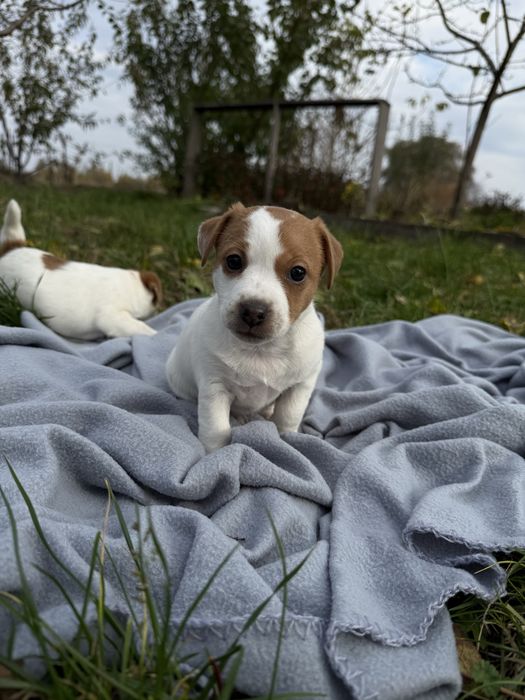 Джек Рассел Тер’єр