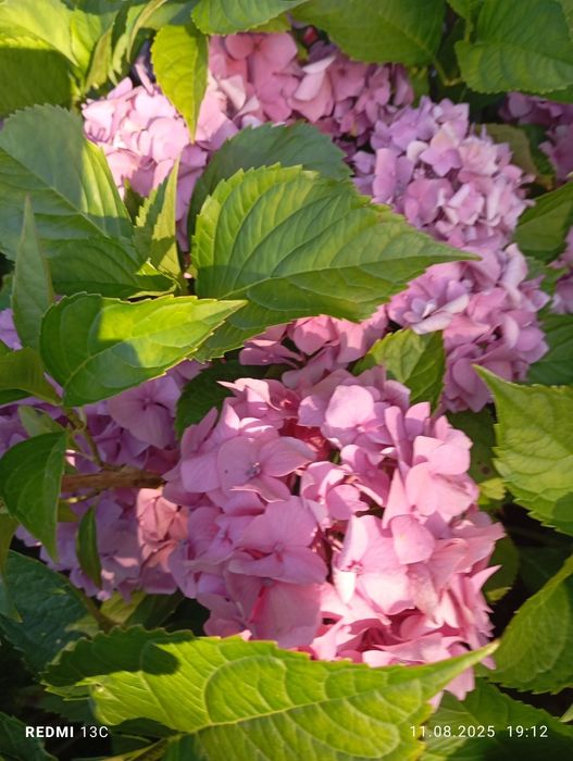 Гортензії , різні зелені насадження.